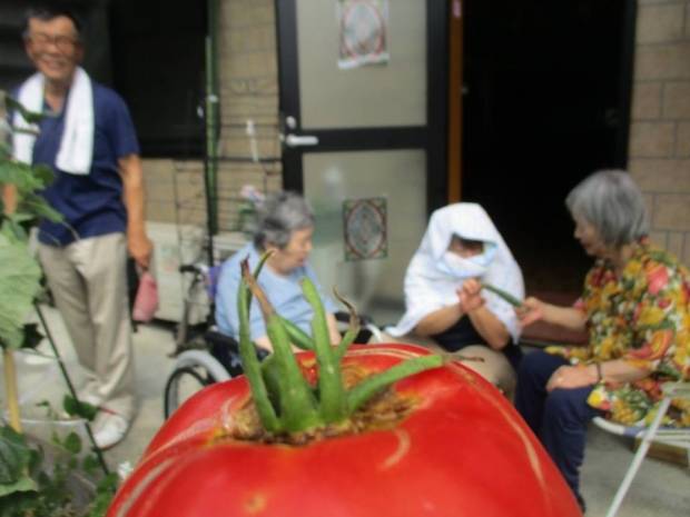 わかば館グループホーム園芸部で 枝豆の収穫を行いました 社会福祉法人明徳会 総合老人福祉施設 テンダーヒル御所